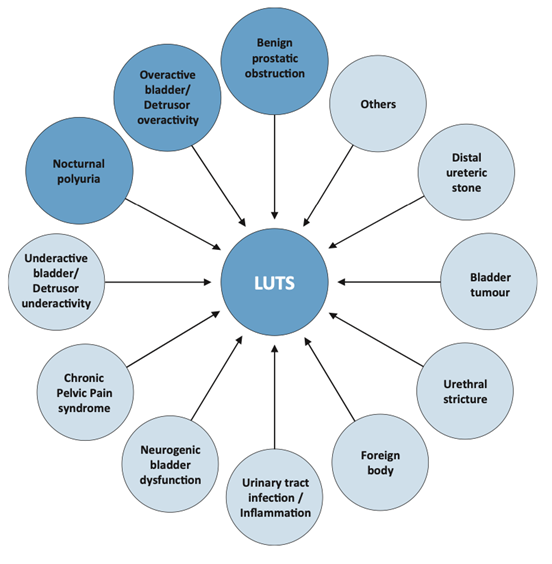 UTI ,LUTS Treatment in Delhi and Bahadurgarh image